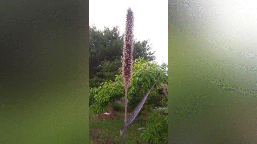 紫狼尾草|天然紅粉茶 1 Pennisetum alopecuroides