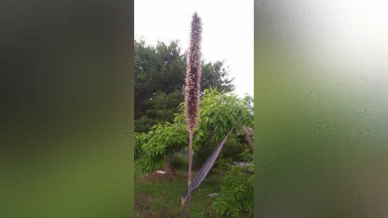 Pennisetum alopecuroides