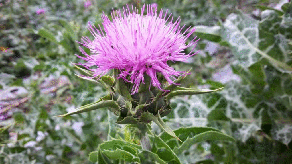 朝鮮薊|苦甜之間的園藝趣味 1 artichoke
