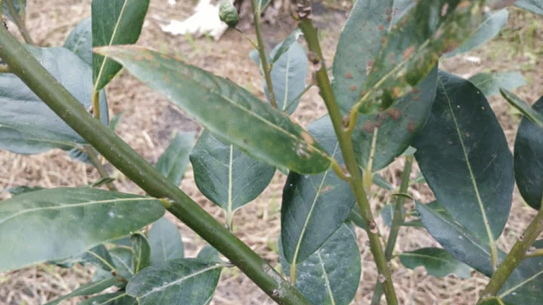 bay-leaf