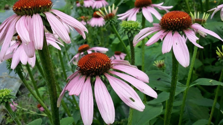 echinacea