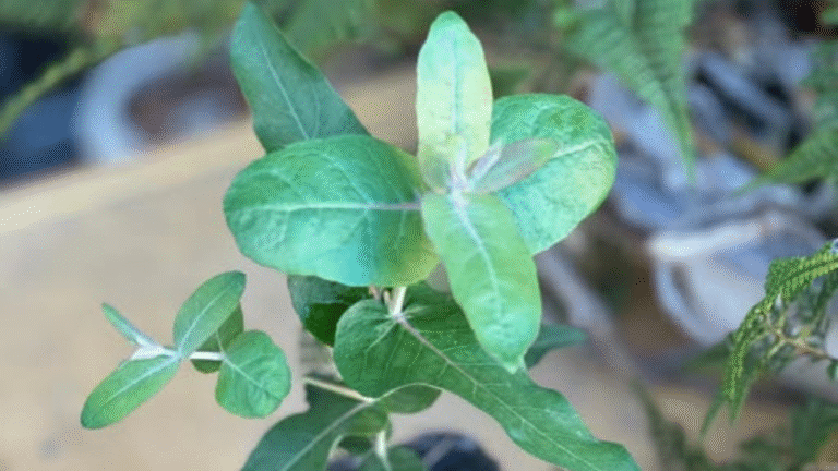 eucalypteae