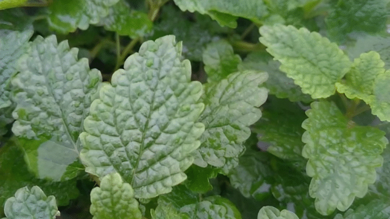 lemon-balm