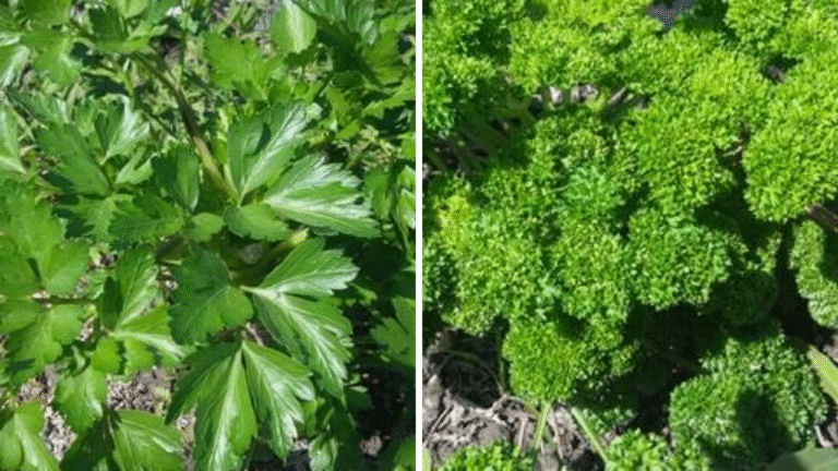 捲葉巴西里與平葉巴西里