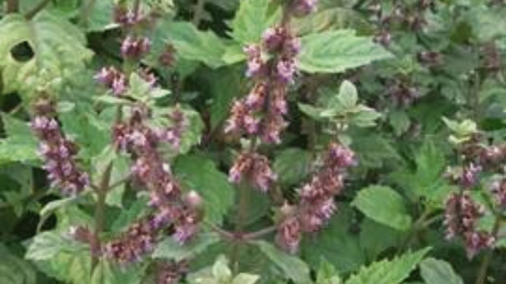 patchouli