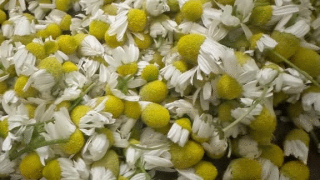 羅馬洋甘菊|柔和果香的小白花 1 roman chamomile