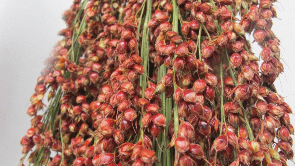 sweet sorghum