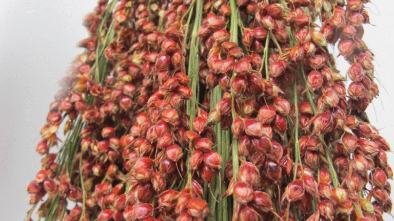 sweet-sorghum