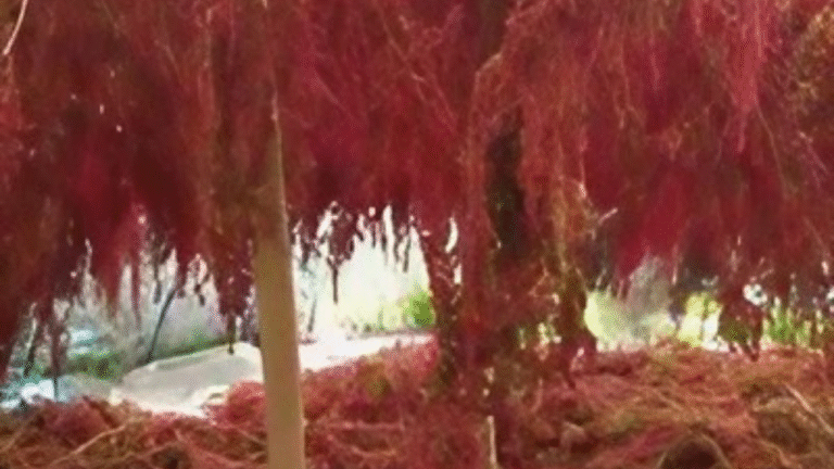 taiwan-quinoa