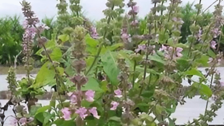 thai-basil