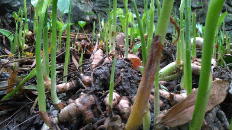 turmeric