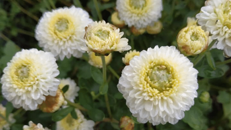 杭白菊