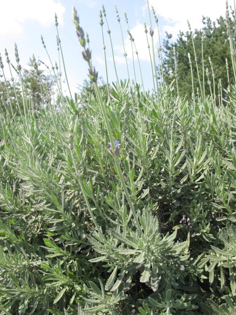 薰衣草品種|花園療癒明星 2 甜薰衣草
