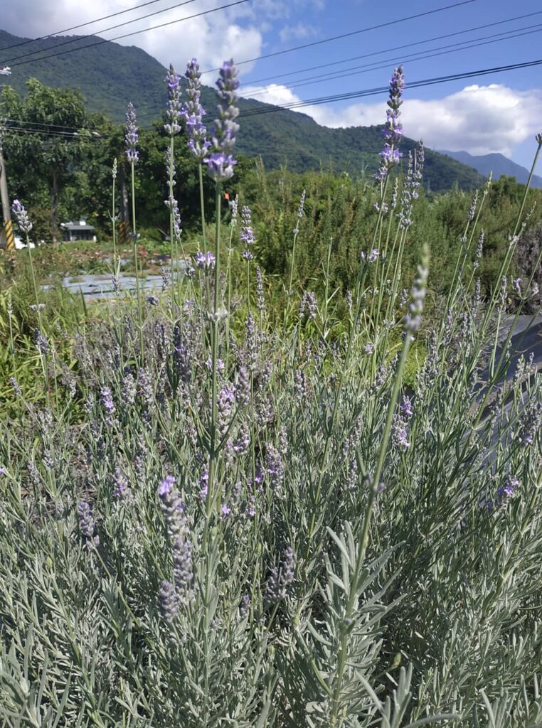 薰衣草品種|花園療癒明星 5 維多利亞薰衣草