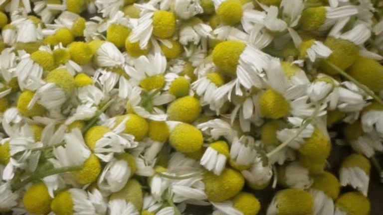 羅馬洋甘菊