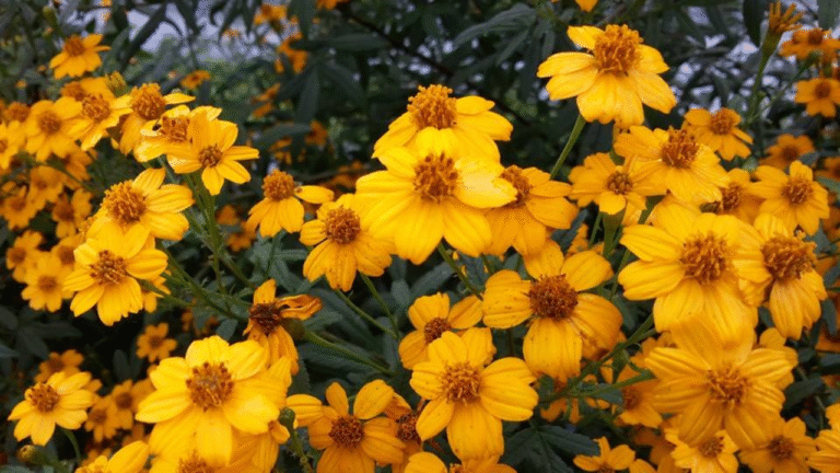 芳香萬壽菊