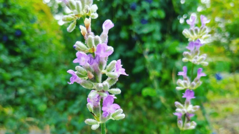 薰衣草