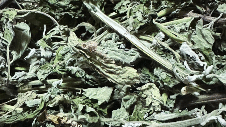貓薄荷