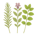 香草茶包 17 迷迭鼠尾草茶