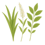 香草茶包 15 香蘭玄米茶