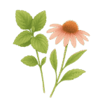 香草茶包 11 香蜂紫錐花茶