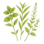 香草茶包 12 馬鬱蘭複方茶