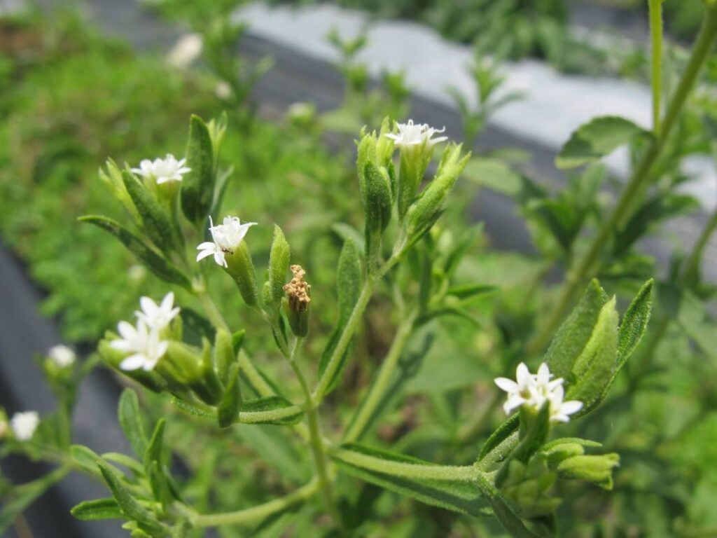 香草茶包 6 Stevia 2