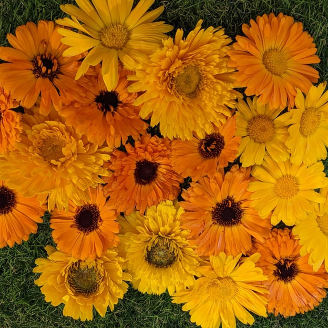 金盞花