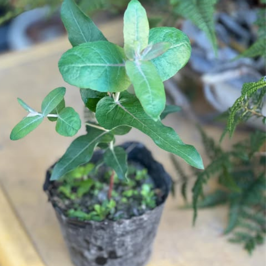 藍膠尤加利