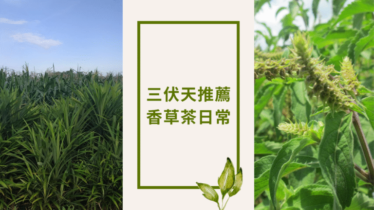 夏日香草茶飲推薦