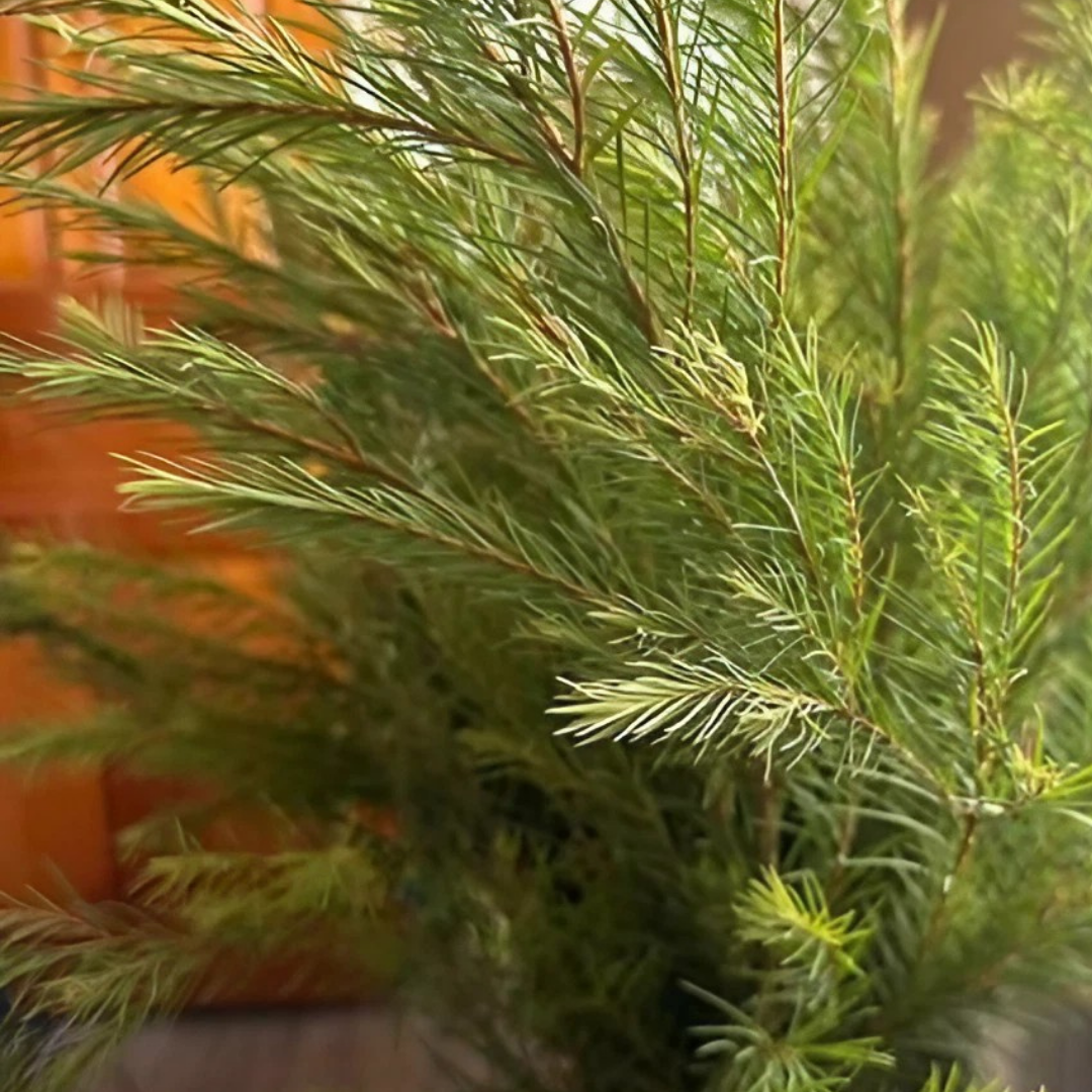 tea tree hydrosol