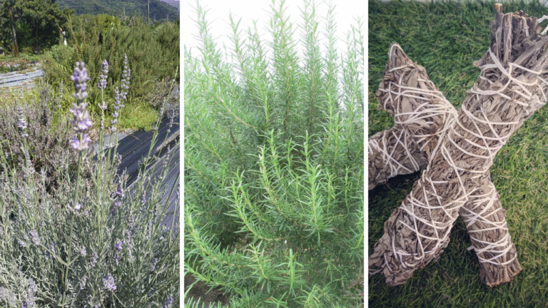 sacred-herbs-white-sage-lavender-rosemary