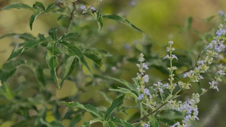 vitex-negundo-taiwan