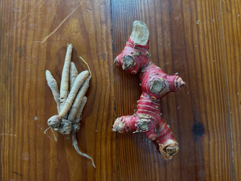 galangal-vs-fingerroot-difference