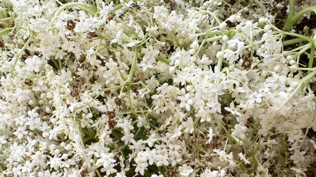 elderflower