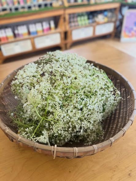 elderflower 2