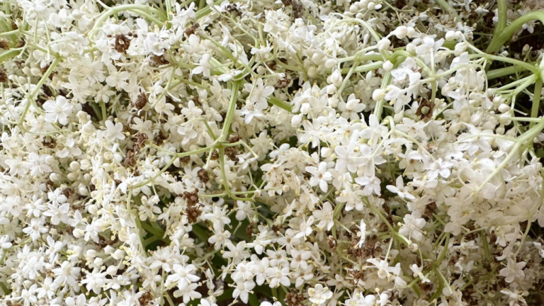 elderflower
