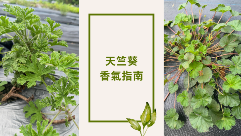 geranium-aroma