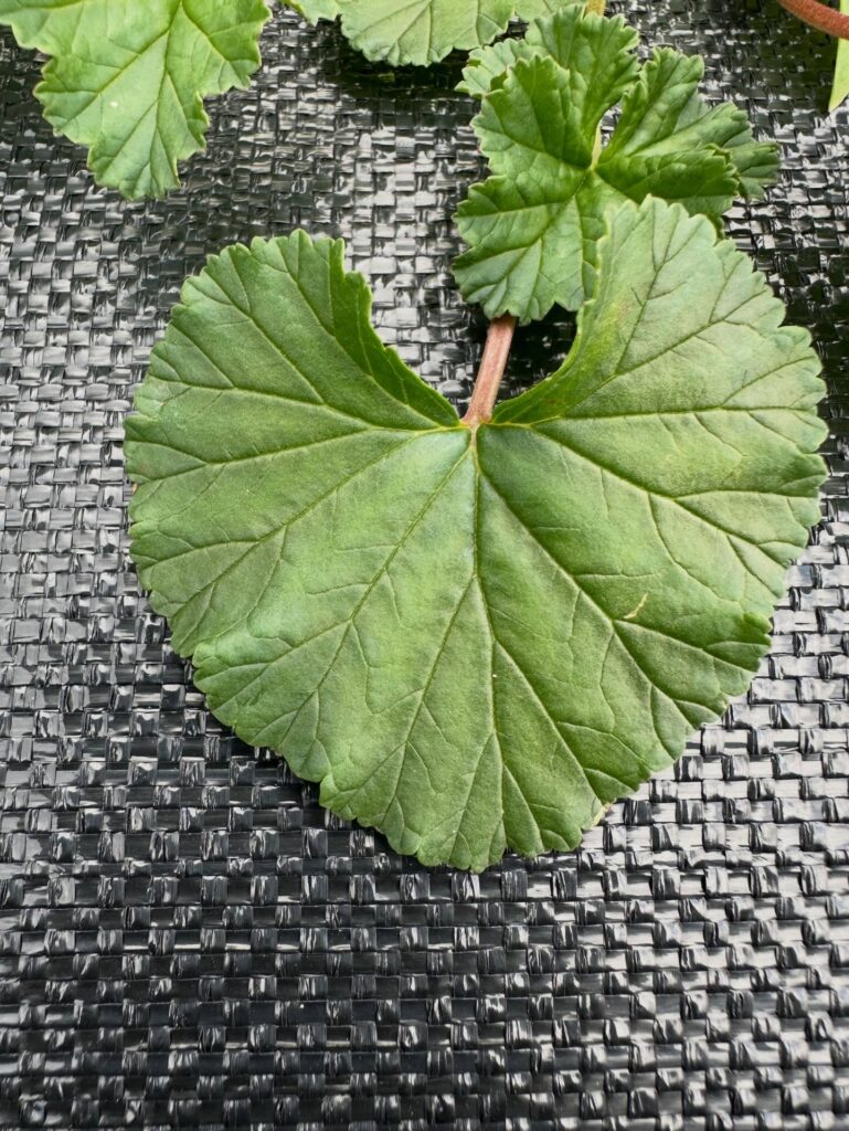 Coconut Geranium
