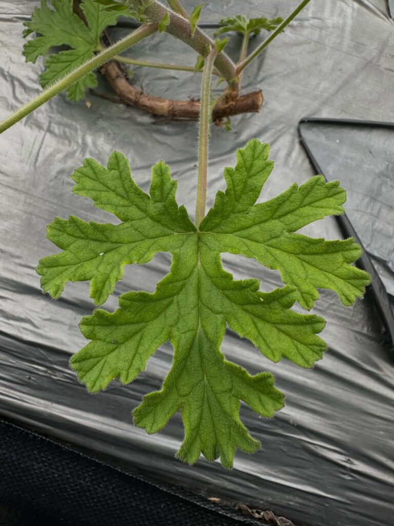 Rose Geranium